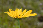 Variableleaf sunflower